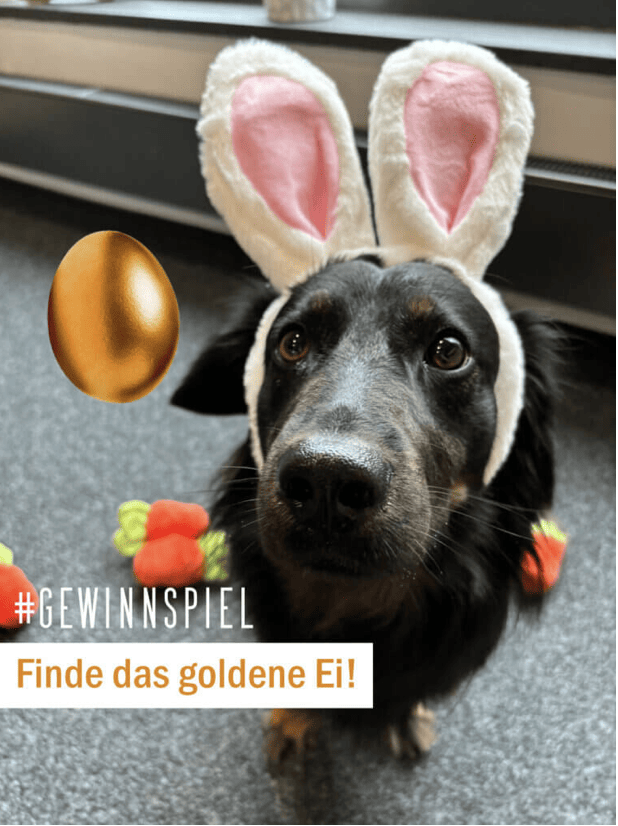 case_CONSULT-SK Oster-Gewinnspiel „Finde das goldene Ei“